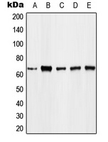 FOXO4 (Phospho-T451) Rabbit Polyclonal Antibody