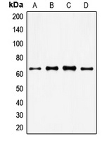 FOXO4 Rabbit Polyclonal Antibody