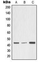 MMP3 Antibody