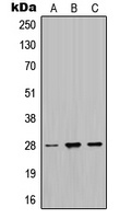 MPZ Rabbit Polyclonal Antibody