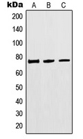 MTHFR Rabbit Polyclonal Antibody