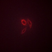 MUC1 (Phospho-Y1229) Rabbit Polyclonal Antibody