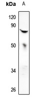 MX2 Rabbit Polyclonal Antibody