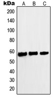c-Myc (Phospho-S62) Rabbit Polyclonal Antibody