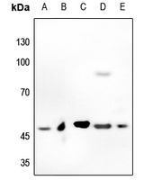 c-Myc Rabbit Polyclonal Antibody