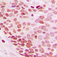 NEDD8 Rabbit Polyclonal Antibody