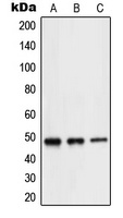 NEUROD2 Rabbit Polyclonal Antibody