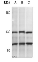 NF-kappaB p105/p50 (Phospho-S337) Antibody