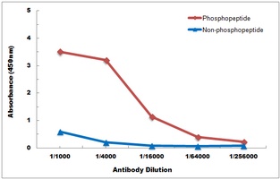 IKB alpha (Phospho-S32/S36) Antibody