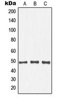 IKB beta (Phospho-T19) Rabbit Polyclonal Antibody