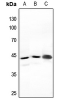 NFYA Rabbit Polyclonal Antibody
