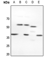 NFYC Rabbit Polyclonal Antibody