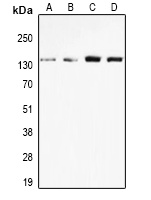 nNOS Rabbit Polyclonal Antibody