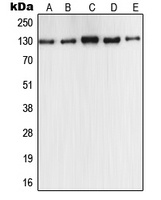 iNOS Rabbit Polyclonal Antibody