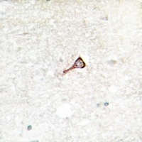 TRK B (Phospho-Y516) Rabbit Polyclonal Antibody