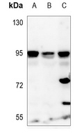 NVL Rabbit Polyclonal Antibody