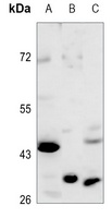 OAT Rabbit Polyclonal Antibody