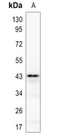 Delta Opioid Receptor Rabbit Polyclonal Antibody
