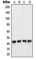PAX5 Rabbit Polyclonal Antibody