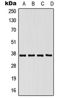 hnRNP E1 Antibody