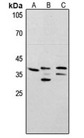 PCNA Antibody