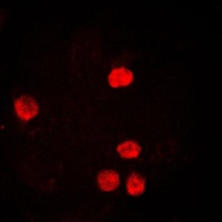 PCNA Antibody