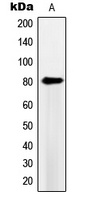 PDE4B/C/D Rabbit Polyclonal Antibody