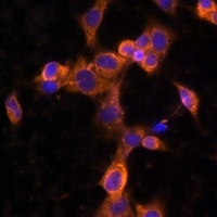PDGFR beta Antibody