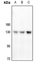 CD31 (Phospho-Y713) Rabbit Polyclonal Antibody