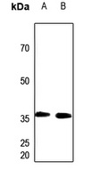 PEX7 Antibody