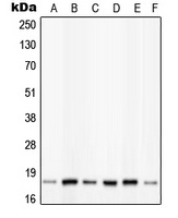 PIN1 (Phospho-S16) Rabbit Polyclonal Antibody