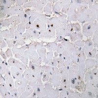 PIN1 (Phospho-S16) Rabbit Polyclonal Antibody