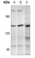 PLC gamma 2 (Phospho-Y1217) Rabbit Polyclonal Antibody