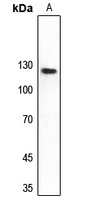 DNA Polymerase delta 1 Rabbit Polyclonal Antibody