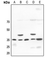 OCT4 Rabbit Polyclonal Antibody