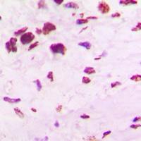 OCT4 Rabbit Polyclonal Antibody