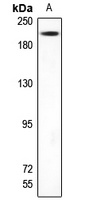 TRAP220 Antibody