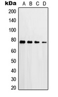 PKC delta (Phospho-T507) Rabbit Polyclonal Antibody