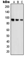 PSMD2 Rabbit Polyclonal Antibody