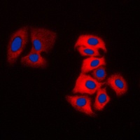 MOK Rabbit Polyclonal Antibody
