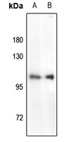 RB1 (Phospho-S780) Rabbit Polyclonal Antibody
