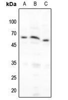 NF-kappaB p65 (Phospho-S276) Rabbit Polyclonal Antibody