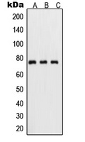 NF-kappaB p65 (Phospho-S311) Rabbit Polyclonal Antibody