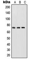 NF-kappaB p65 (Phospho-S468) Rabbit Polyclonal Antibody