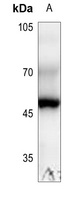 RPL3 Rabbit Polyclonal Antibody