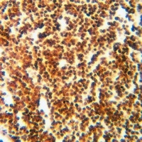 RPL11 Antibody