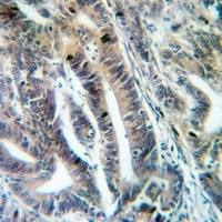 MRPS12 Rabbit Polyclonal Antibody