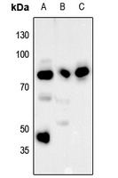 RSK1 (Phospho-S380) Rabbit Polyclonal Antibody