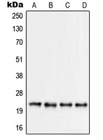 RPS9 Rabbit Polyclonal Antibody