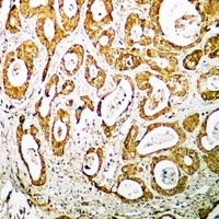 RPS19 Rabbit Polyclonal Antibody